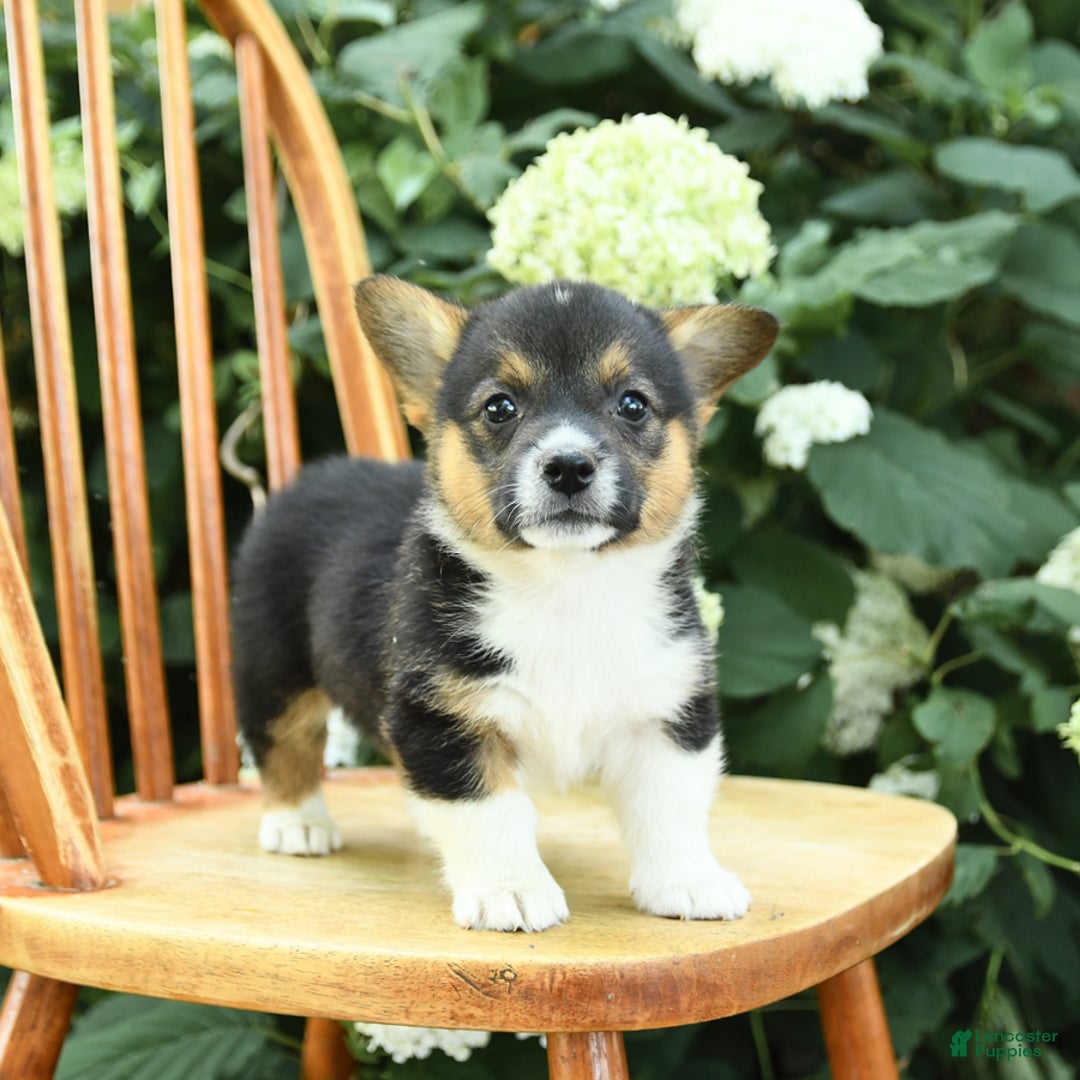 Welsh Corgi Pembroke dogs for sale: Pluto - Image 5
