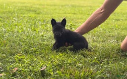 Belgian Malinois dogs for sale: Akc Certified Male 7 - Image 8