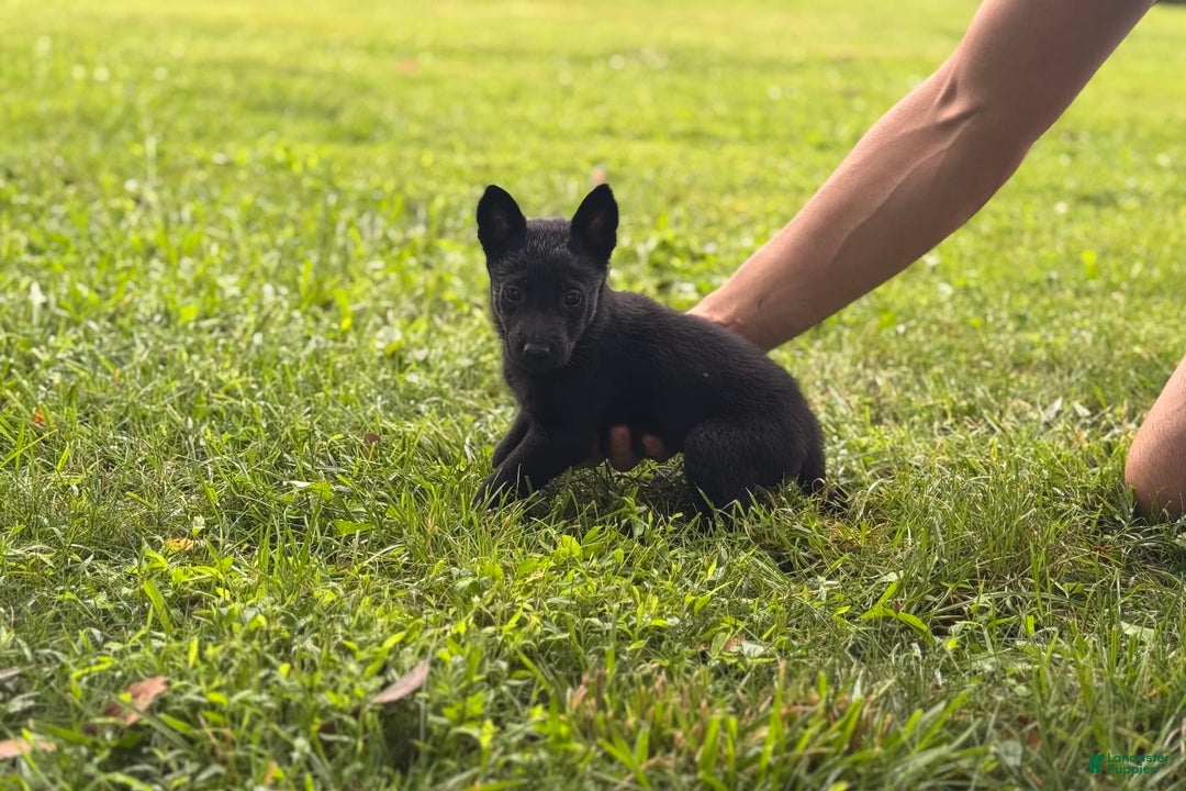 Belgian Malinois dogs for sale: Akc Certified Male 7 - Image 8