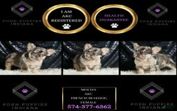 French Bulldog dogs for sale: Mocha - Image 2
