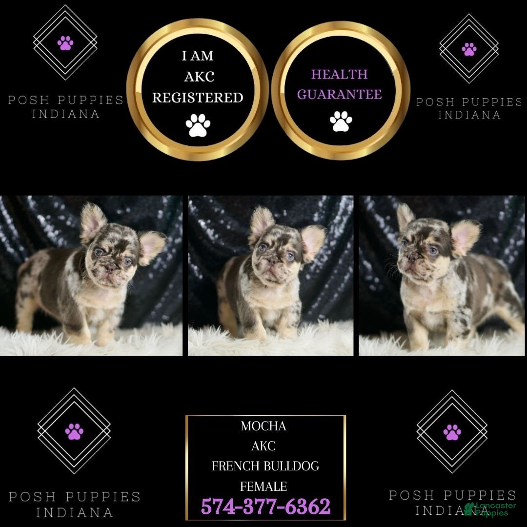 French Bulldog dogs for sale: Mocha - Image 2