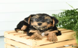 Yorkshire Terrier dogs for sale: Paisley - Image 5