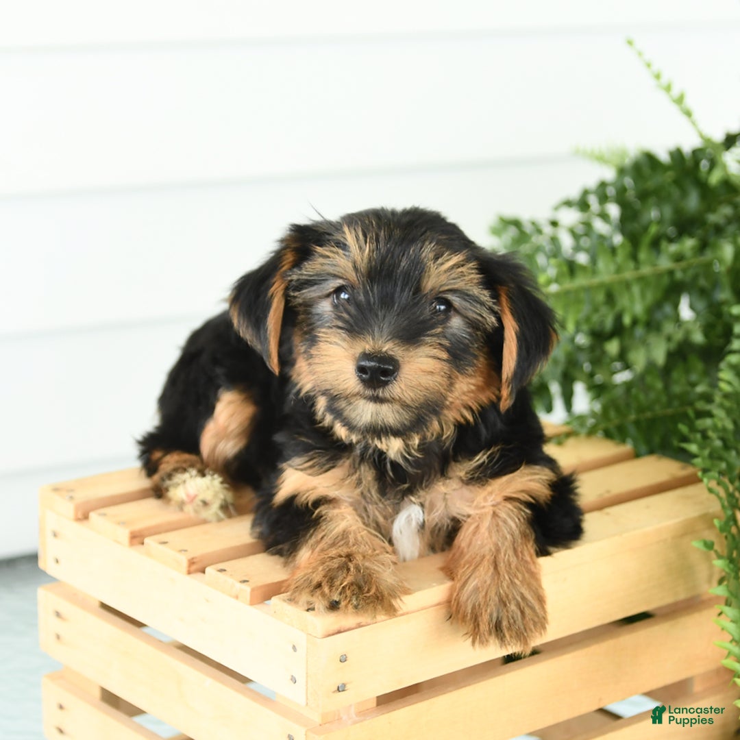 Yorkshire Terrier dogs for sale: Paisley - Image 5