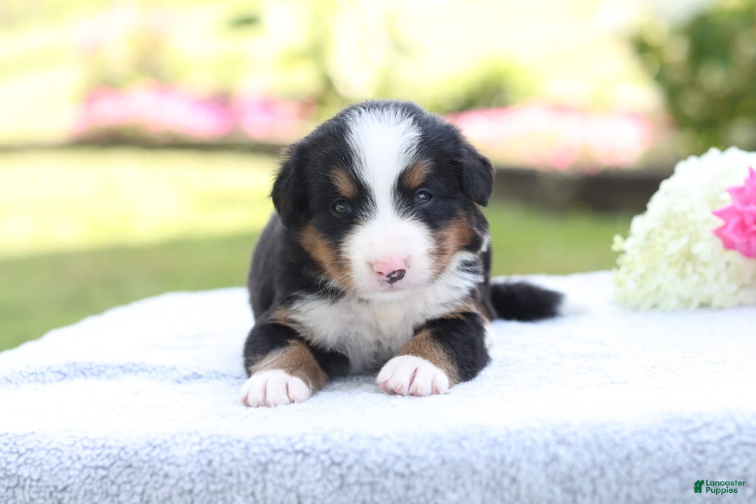 Bernese Mountain Dog dogs for sale: Parker AKC - Image 8