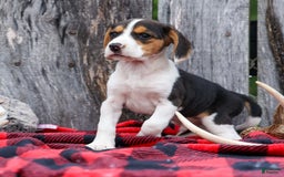 Beagle dogs for sale: Kit Kat - Image 21