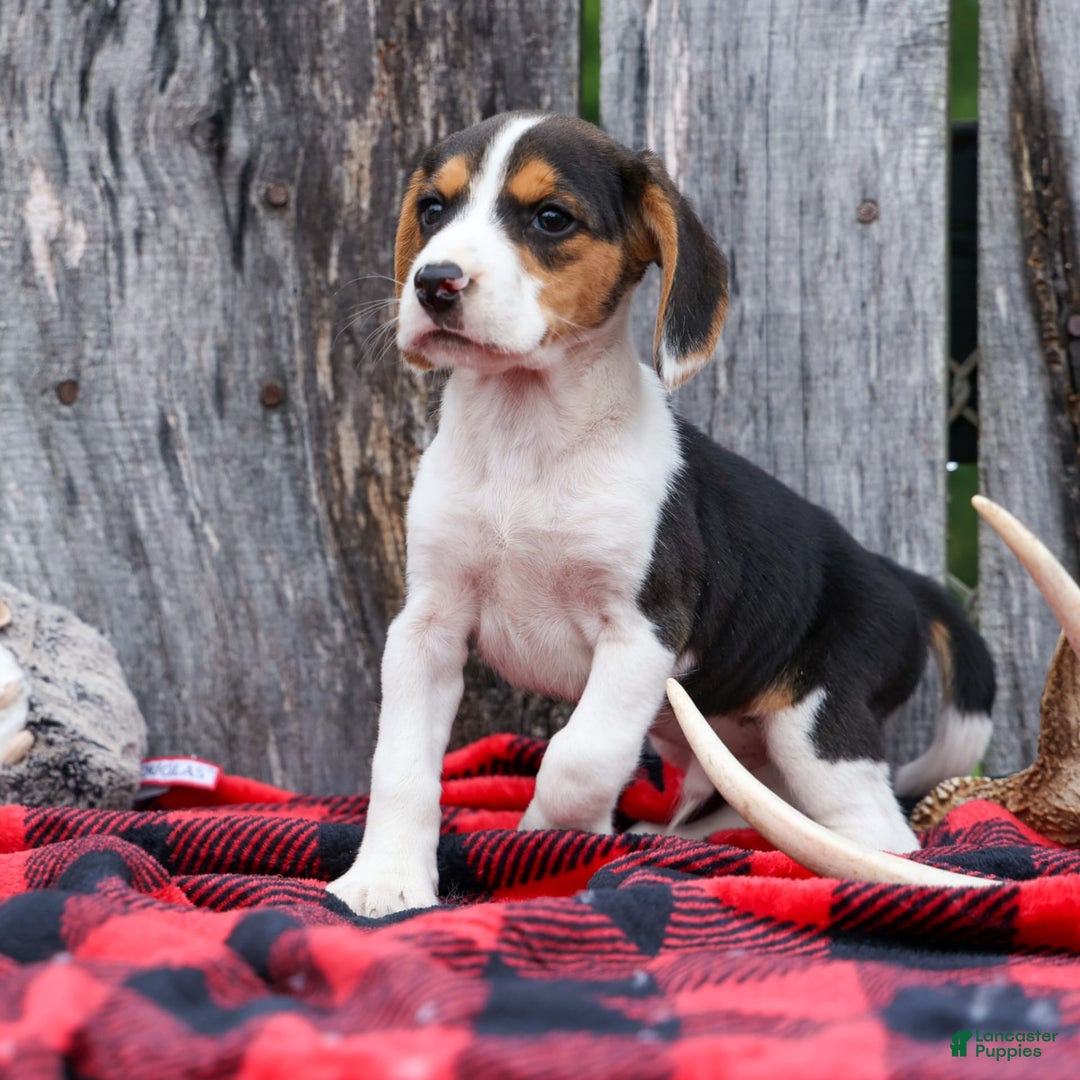 Beagle dogs for sale: Kit Kat - Image 21