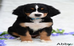 Bernese Mountain Dog dogs for sale: Abby - Image 4
