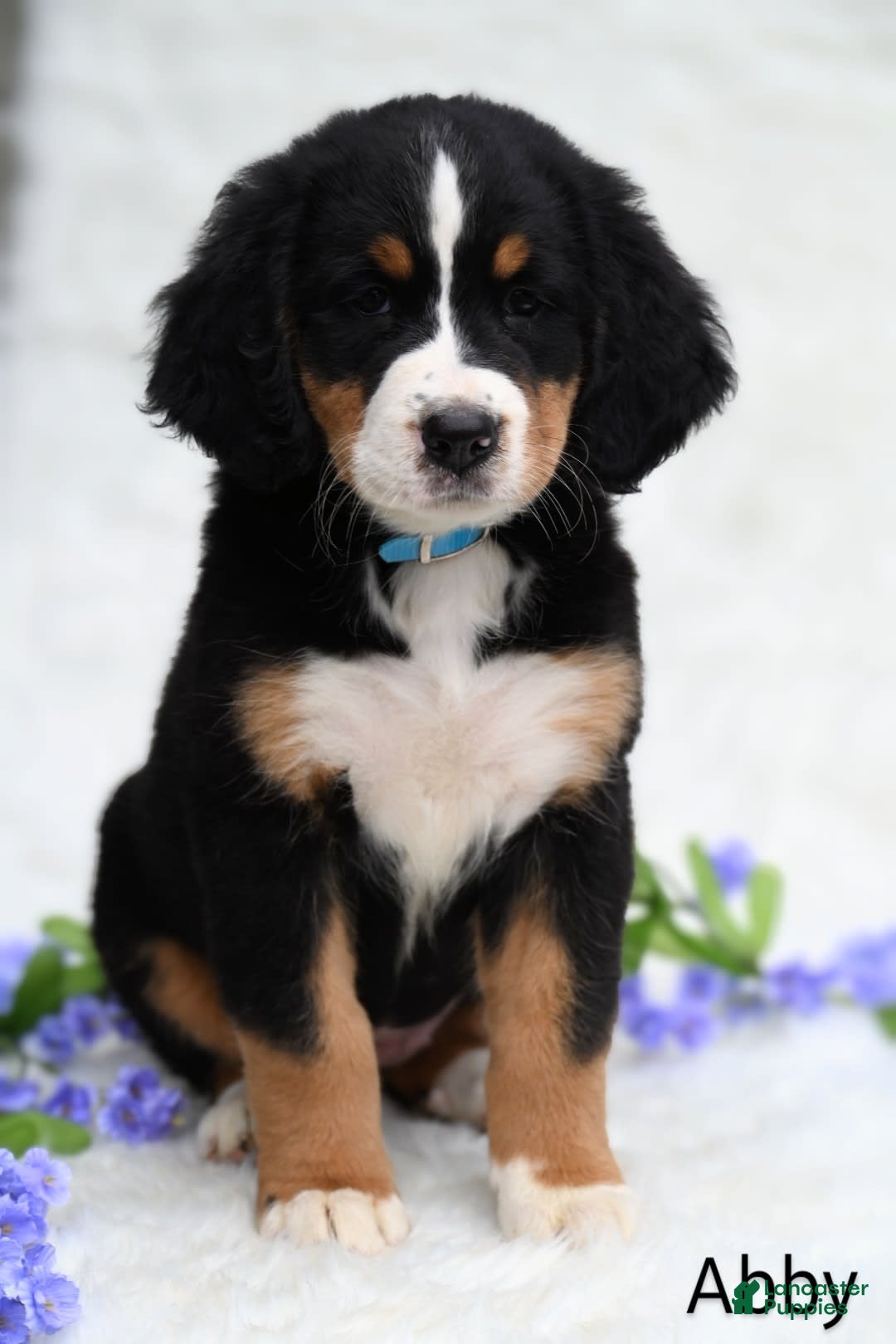 Bernese Mountain Dog dogs for sale: Abby - Image 4