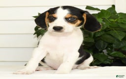 Beagle dogs for sale: Parker - Image 4