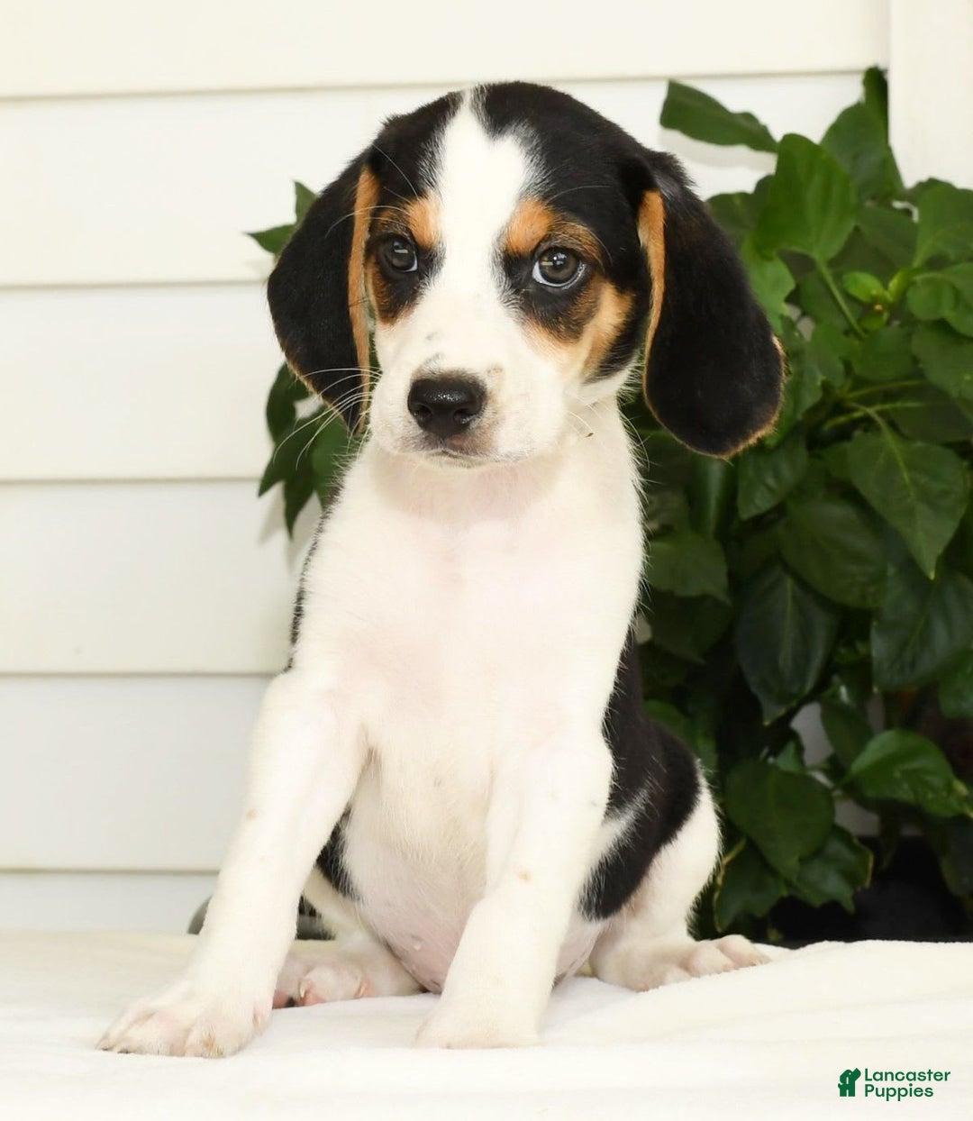 Beagle dogs for sale: Parker - Image 4
