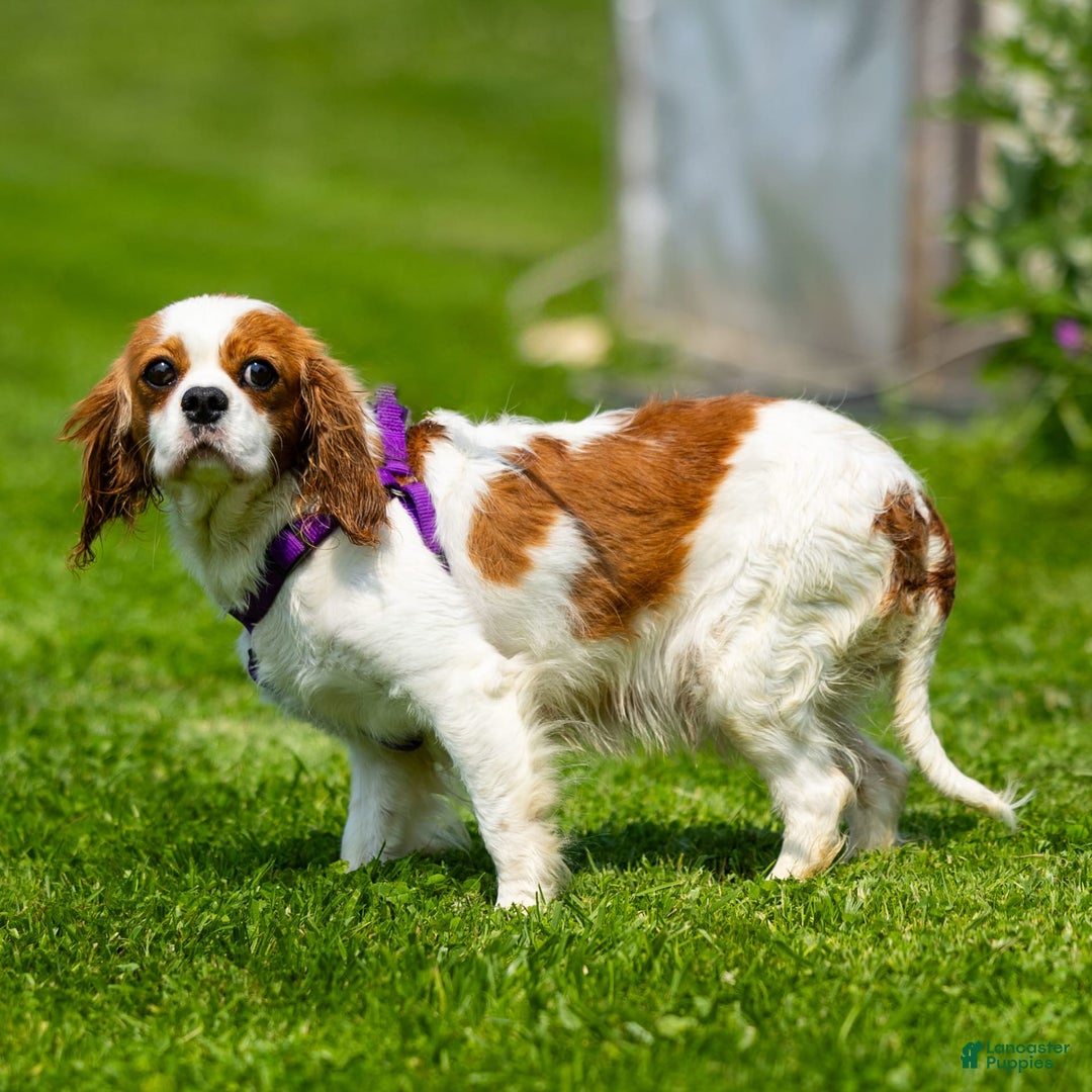 Cavalier King Charles Spaniel dogs for sale: Musketeer - Image 5