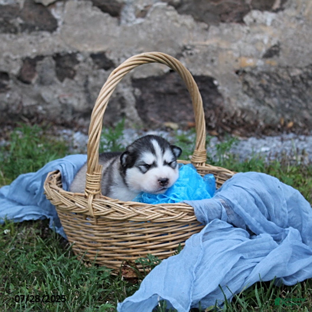 Alaskan Malamute dogs for sale: Misty - Image 3