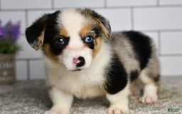 Welsh Corgi Pembroke dogs for sale: Molly - Image 5