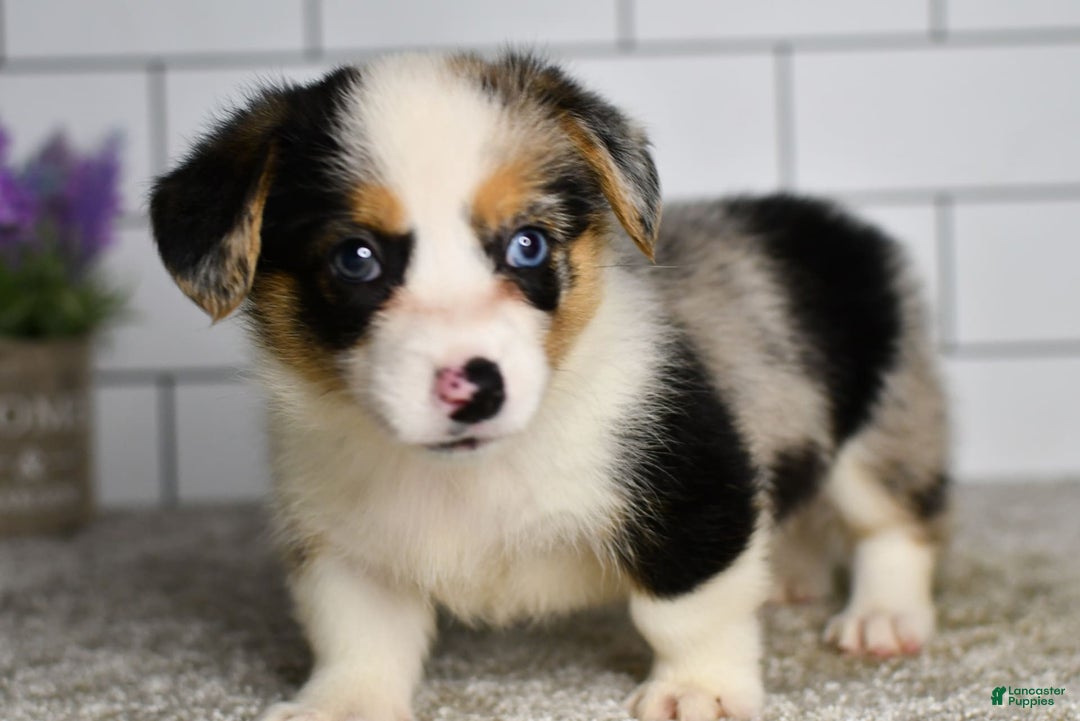 Welsh Corgi Pembroke dogs for sale: Molly - Image 5