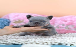 French Bulldog dogs for sale: Dylan - Image 1