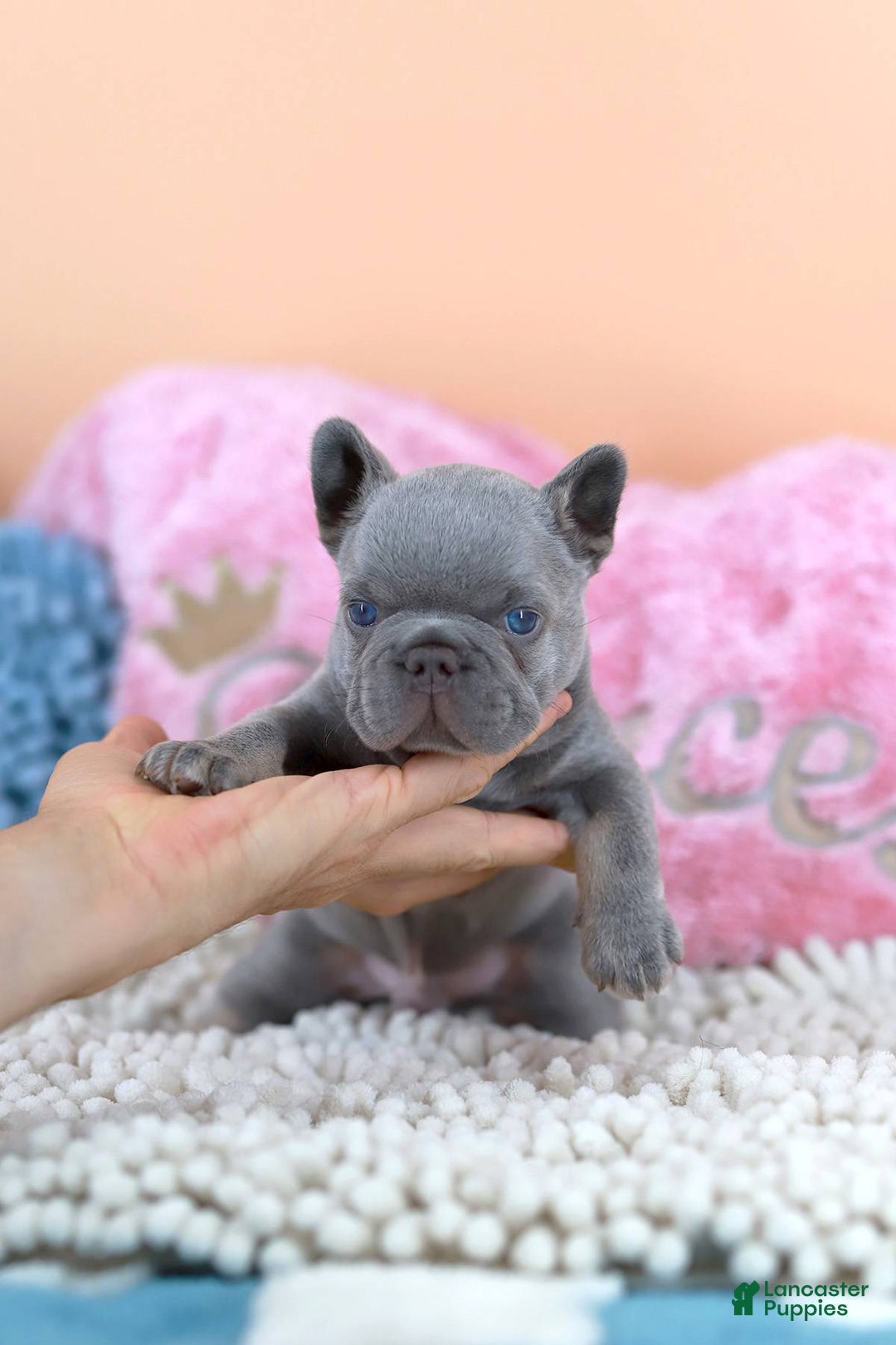 French Bulldog dogs for sale: Dylan - Image 1
