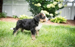 Bernedoodle dogs for sale: Bubbles - Image 10
