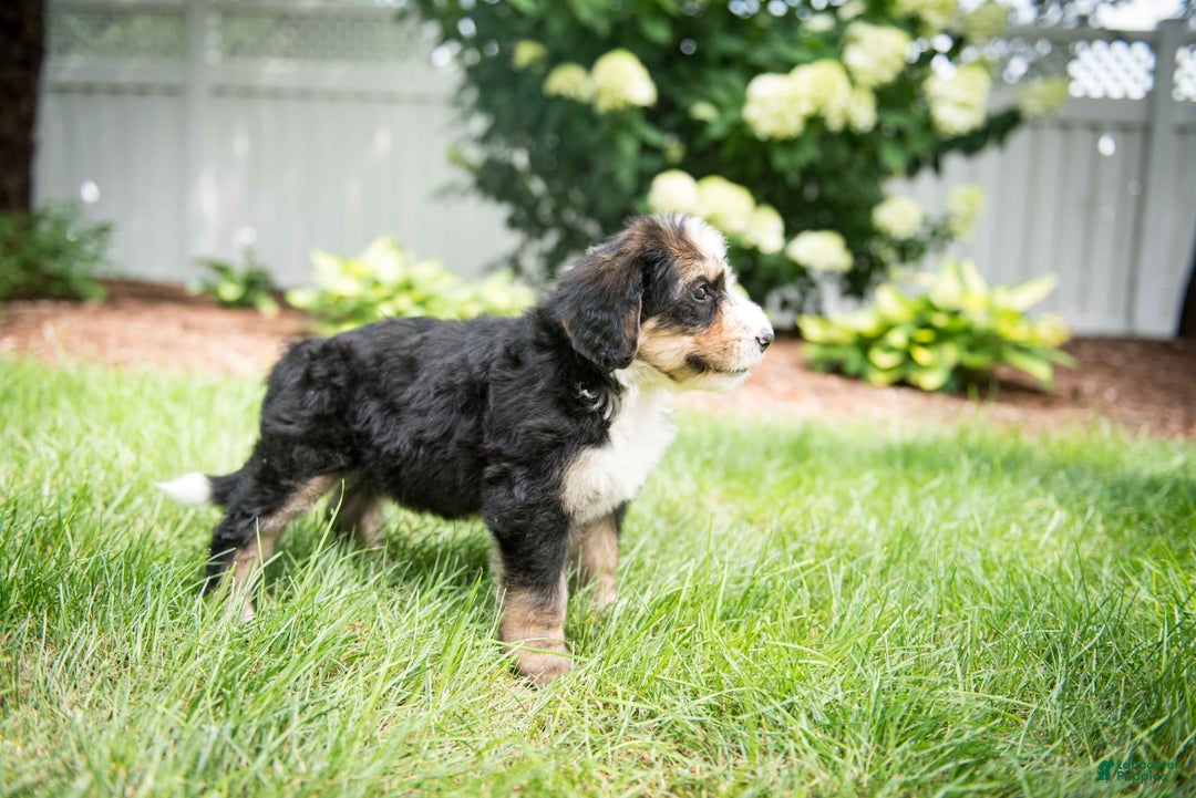 Bernedoodle dogs for sale: Bubbles - Image 10