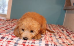  dogs for sale: Mini Goldendoodle 5 puppies - Image 4