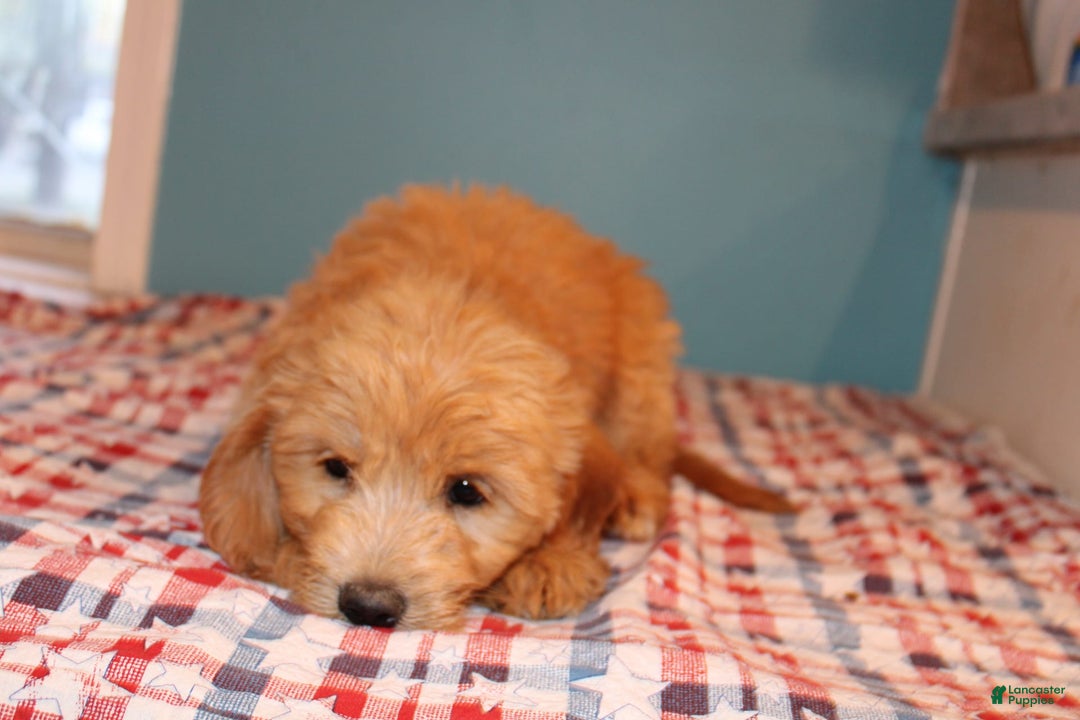  dogs for sale: Mini Goldendoodle 5 puppies - Image 4
