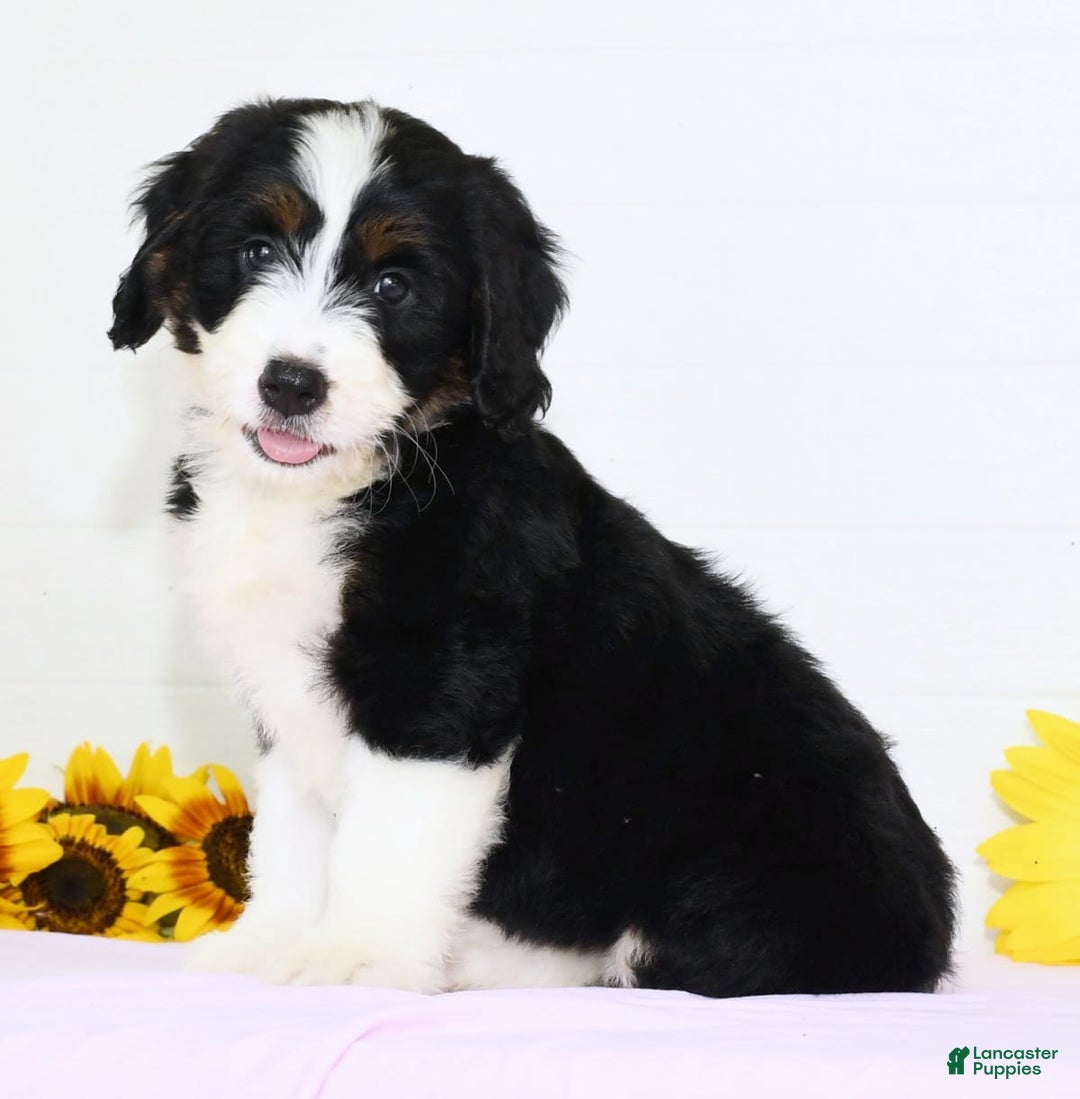 Mini Bernedoodle dogs for sale: Blake - Image 2