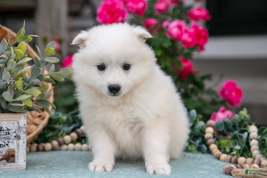 American Eskimo dogs for sale: Icee - Image 4