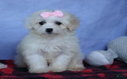 Shihpoo dogs for sale: Callie - Image 6
