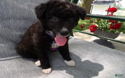 Border Collie dogs for sale: Bethany - Image 2