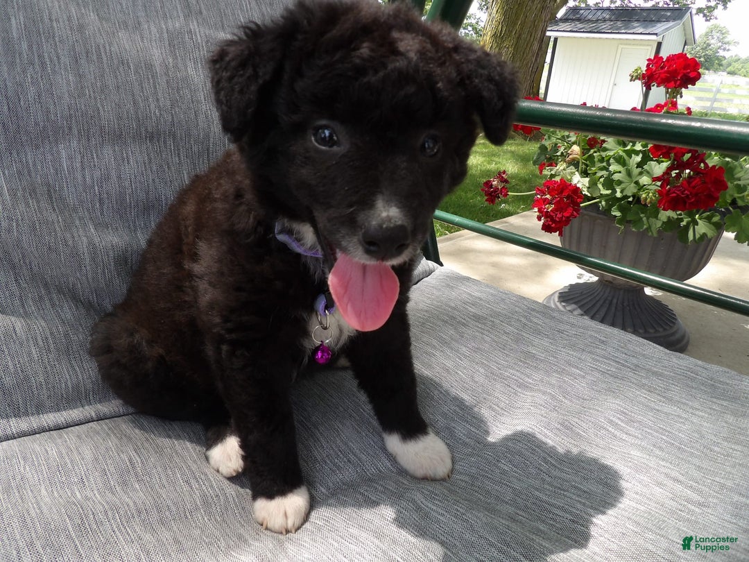 Border Collie dogs for sale: Bethany - Image 2