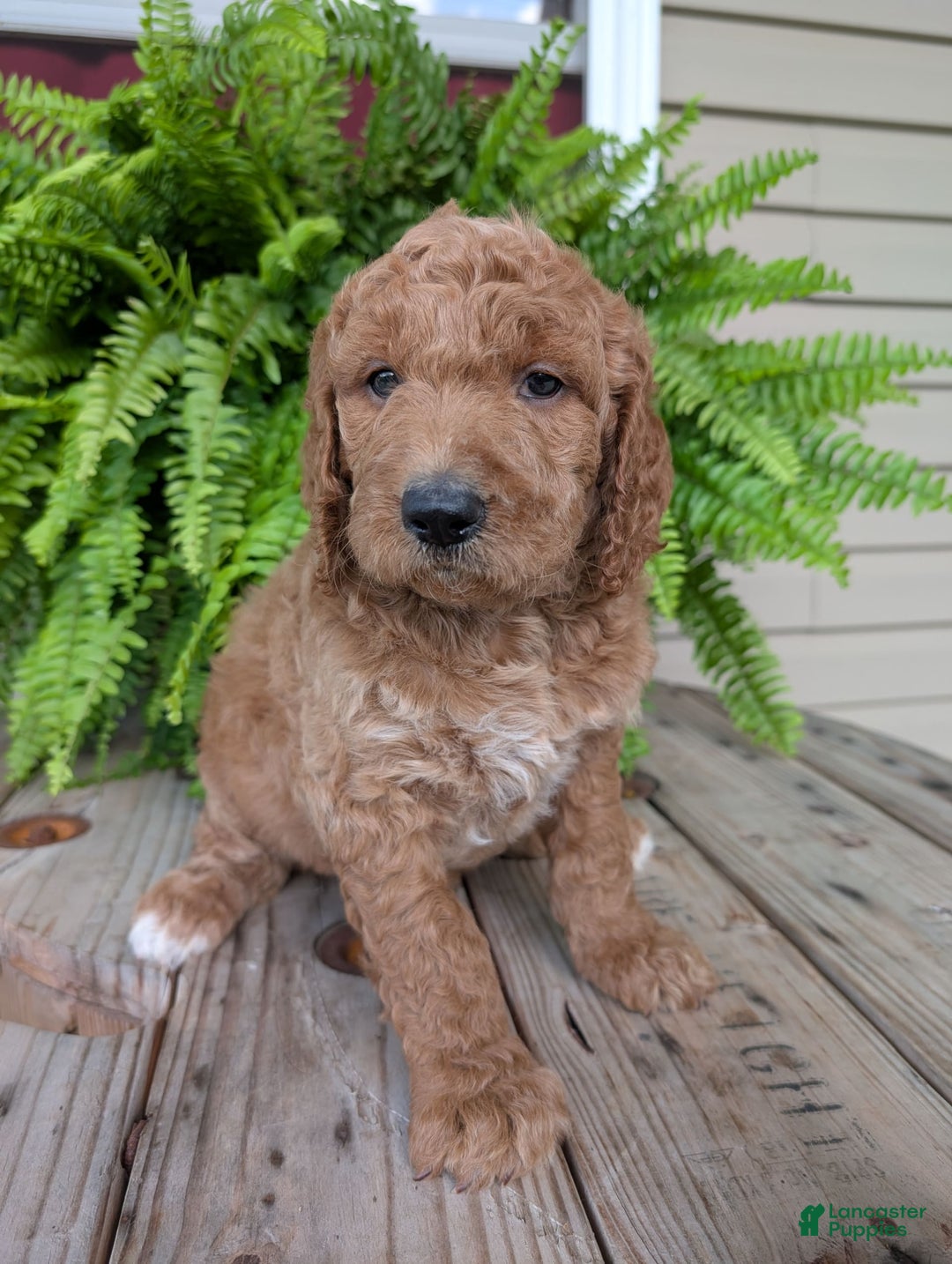 Goldendoodle dogs for sale: Maggie - Image 17