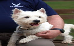 West Highland Terrier dogs for sale: Perdy - Image 5