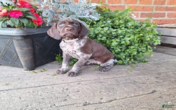 German Shorthaired Pointer dogs for sale: Olivia - Image 4