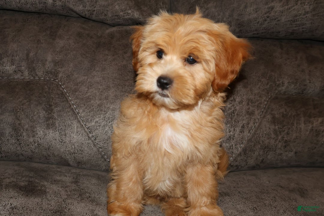 Shihpoo dogs for sale: Christopher - Image 2