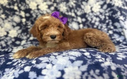 Cockapoo dogs for sale: Missy - Image 6