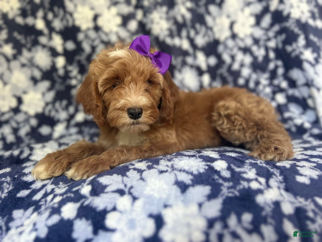 Cockapoo dogs for sale: Missy - Image 6