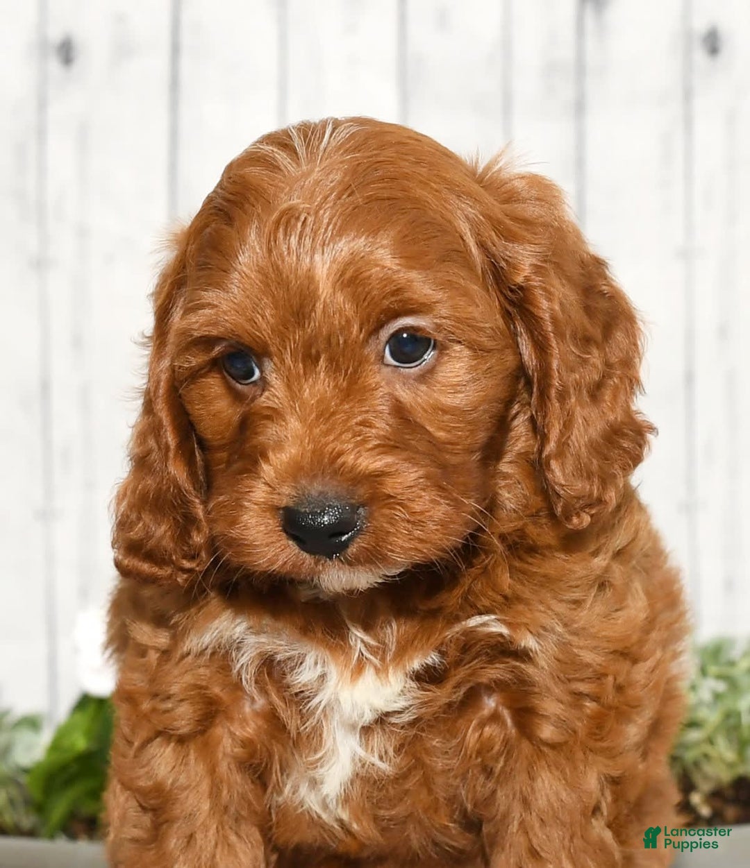 Cavapoo dogs for sale: Tommy - Image 4
