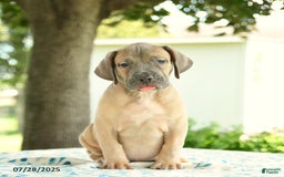 Cane Corso dogs for sale: Hunter - Image 3