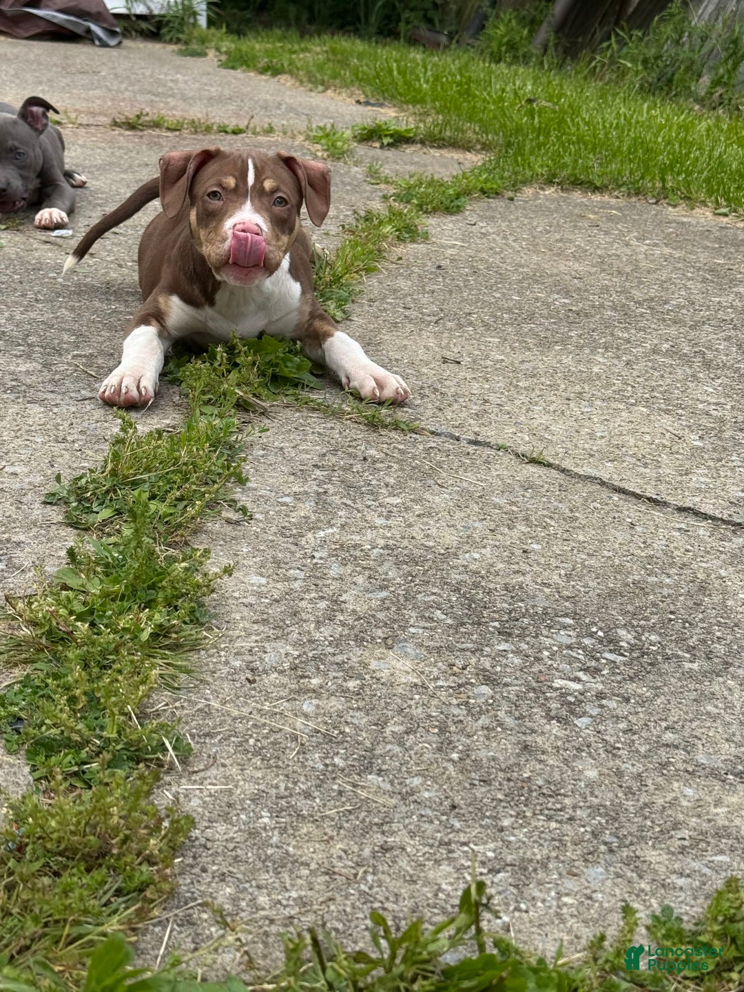 American Bully dogs for sale: Brookie - Image 8