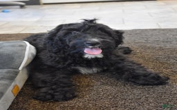 Goldendoodle dogs for sale: Chloe - Image 2