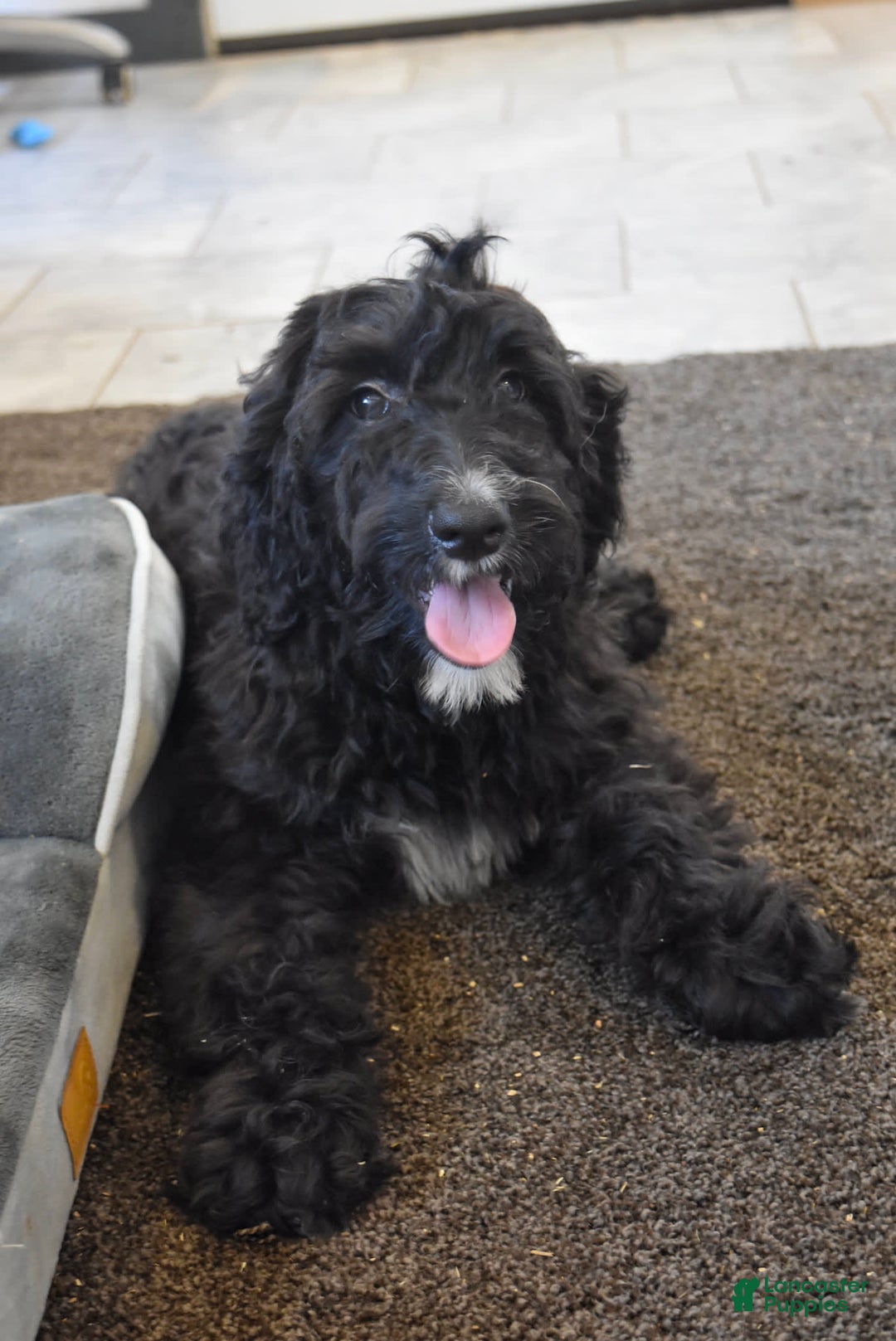 Goldendoodle dogs for sale: Chloe - Image 2
