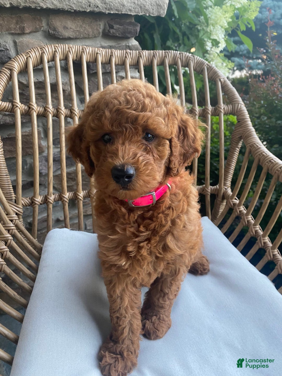 Mini Goldendoodle dogs for sale: Lily - Image 3