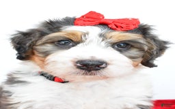 Mini Bernedoodle dogs for sale: Mini Bernedoodle 5 puppies - Image 7