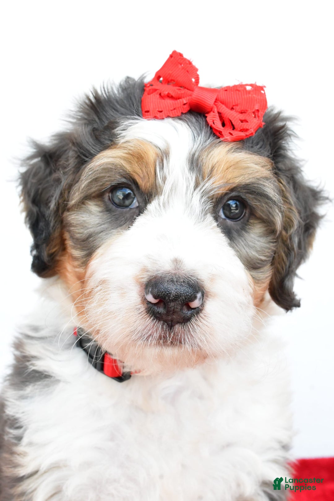 Mini Bernedoodle dogs for sale: Mini Bernedoodle 5 puppies - Image 7