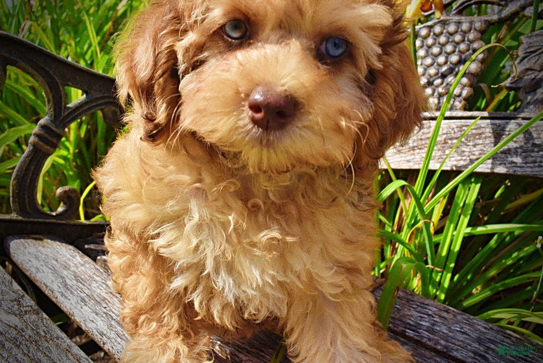 Havapoo dogs for sale: Fancy - Image 21