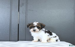 Miniature Poodle dogs for sale: Tucker Extra Small - Image 1