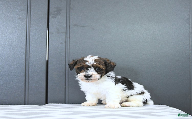 Miniature Poodle dogs for sale - Ad 4