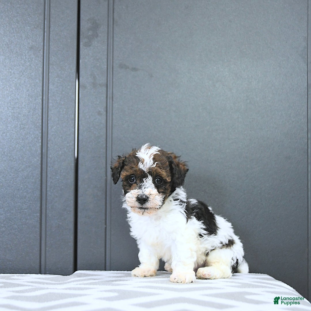 Miniature Poodle dogs for sale: Tucker Extra Small - Image 1