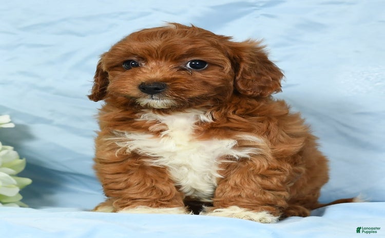 Cavapoo dogs for sale - Ad 3