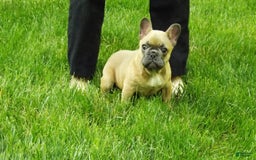 French Bulldog dogs for sale: Buddy - Image 13