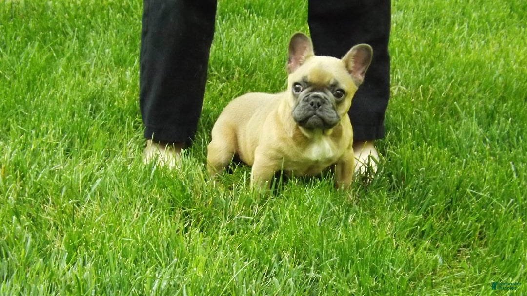 French Bulldog dogs for sale: Buddy - Image 13
